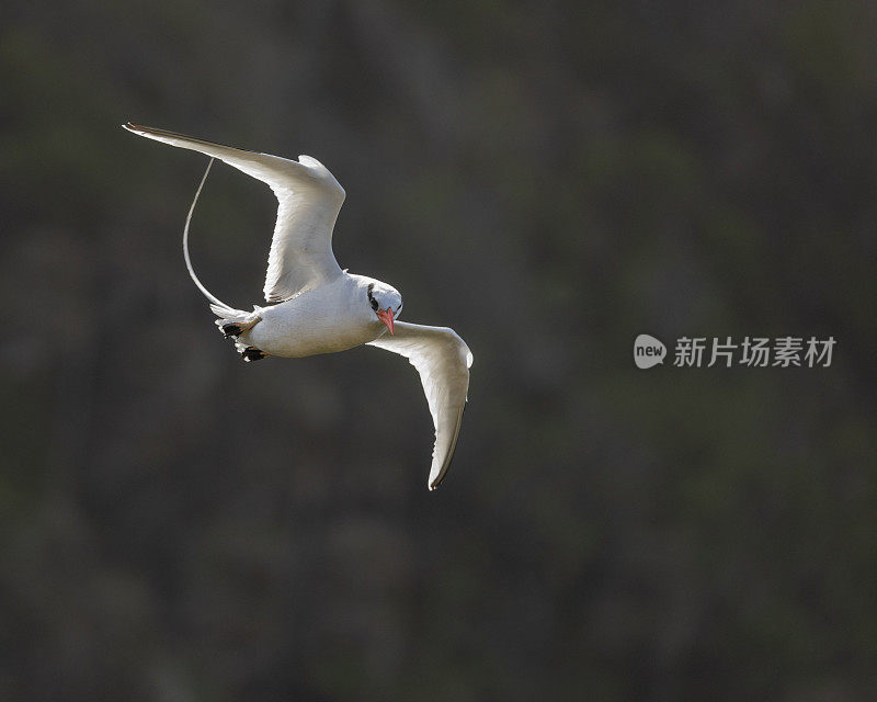 红嘴热带鸟，Phaethon aetherus mesonauta;小多巴哥